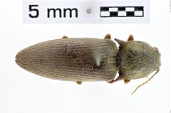 Foto (Dorsalansicht) von Aeolus elegans (NHMW-ZOO-COL-0010111)